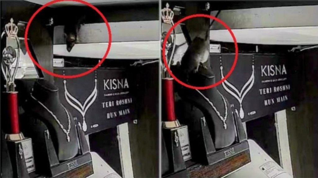 Rato é flagrado roubando colar de diamantes em joalheria(veja&nbsp;vídeo)